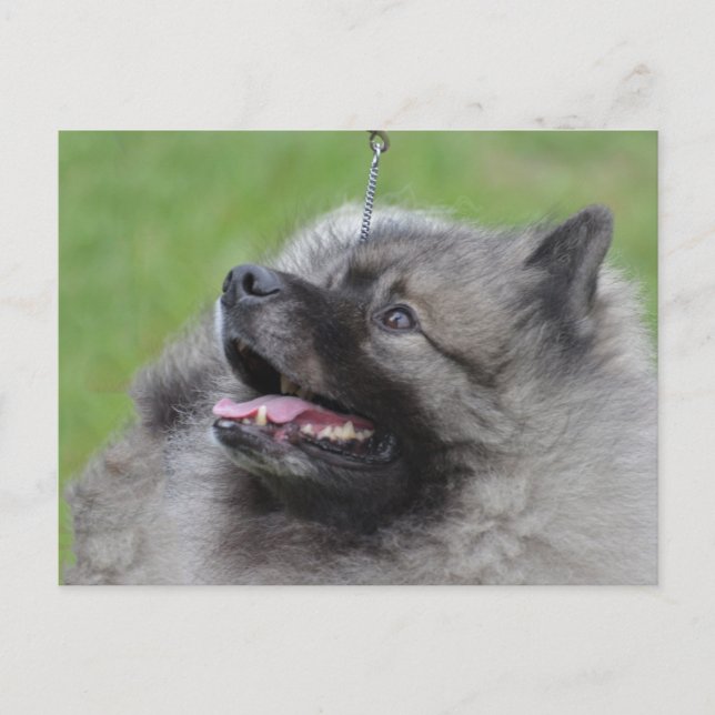 Carte Postale Personnaliser (Devant)