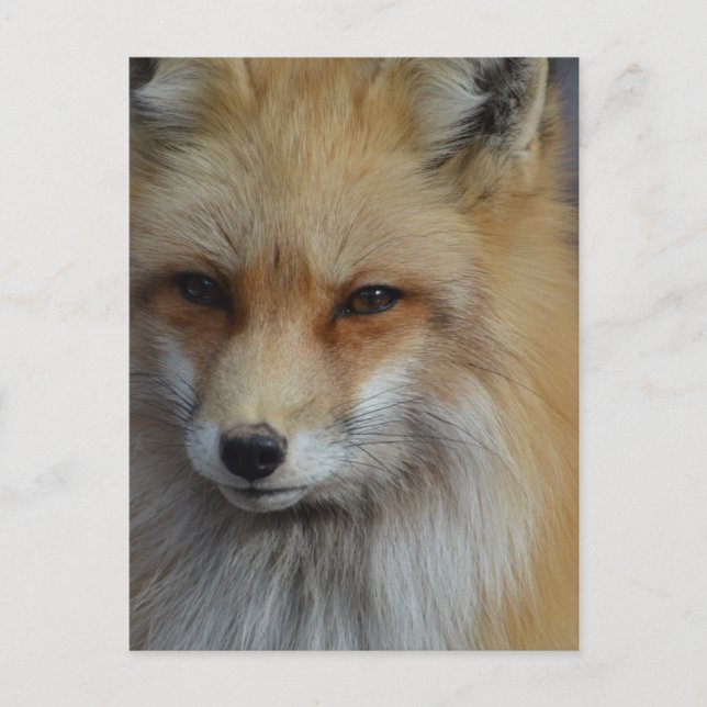 Carte Postale Personnaliser (Devant)