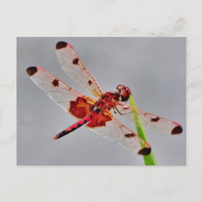 Carte Postale Personnaliser (Devant)