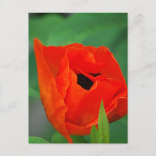 Carte Postale Personnaliser