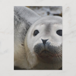 Carte Postale Personnaliser