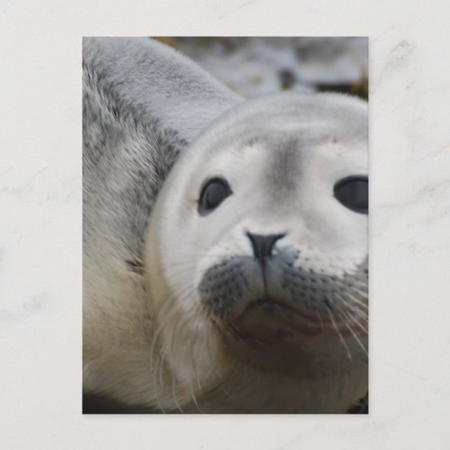 Carte Postale Personnaliser (Devant)