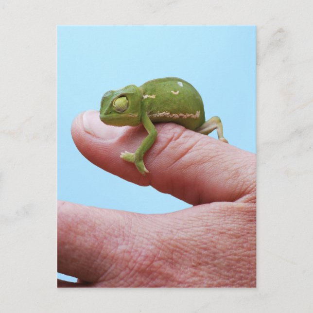 Carte Postale Perspective de caméléon de bébé (Devant)