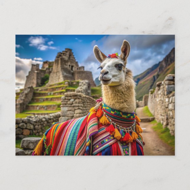 Carte Postale Peru Llama (Devant)