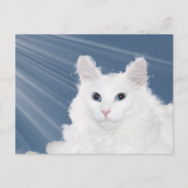 Carte Postale Pet chat perte sympathie (Devant)
