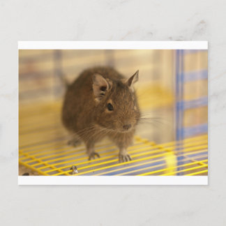 Carte Postale Pet degu