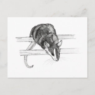Carte Postale Pet mouse sketch postcard by Nicole Janes