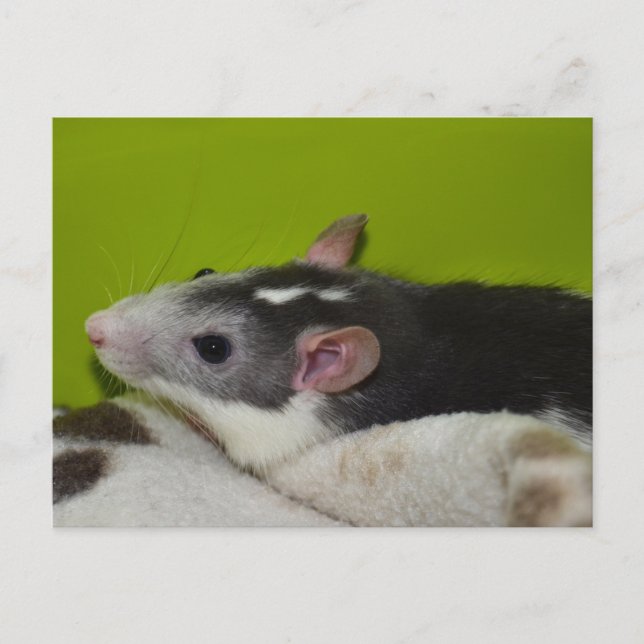 Carte postale Pet Rat (Devant)