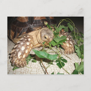 Carte Postale Pet Sulcata Tortoise Manger Bindweet et Mulberry
