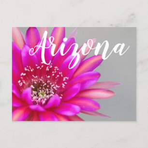 Carte Postale Pétales de fleurs de cactus roses, Arizona