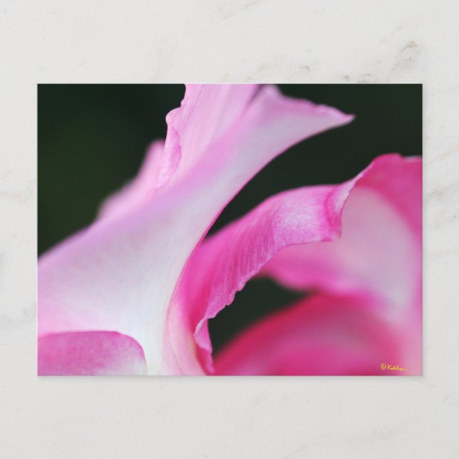 Carte Postale Pétales de fleurs roses délicates œuvre d'art (Devant)