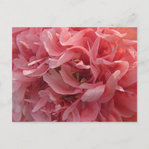 Carte Postale Pétales de pavot rose