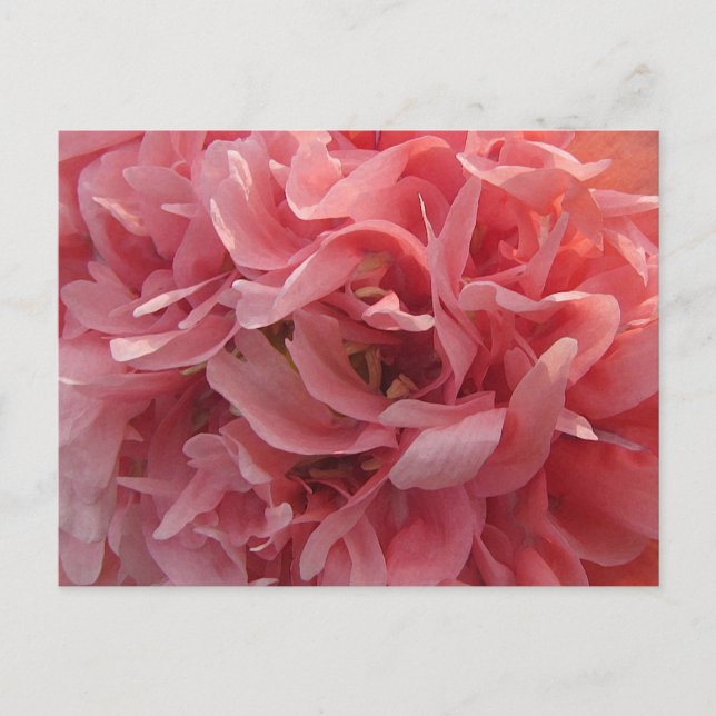 Carte Postale Pétales de pavot rose (Devant)
