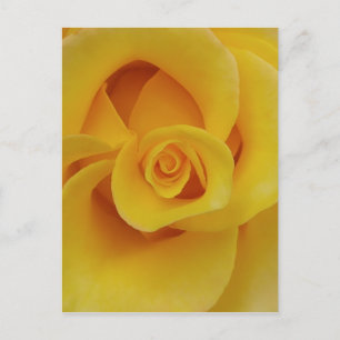 Carte Postale Pétales de rose jaune romantiques