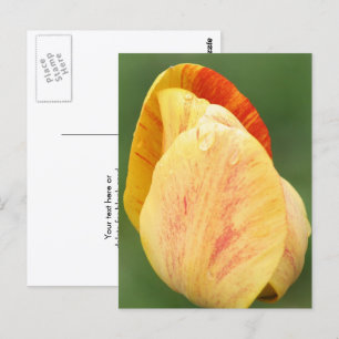 Carte Postale Pétales de Tulipe Photographie de Fleur Personnali