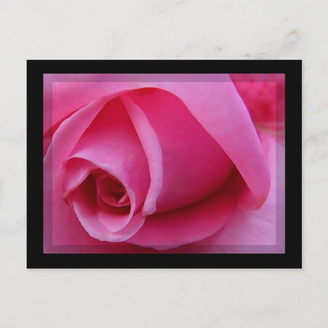 Carte Postale Pétales roses (Devant)