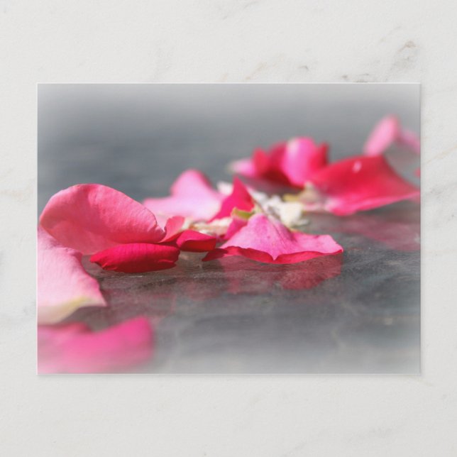 Carte postale Pétales Roses flottantes rose (Devant)