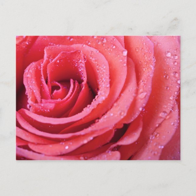Carte Postale Pétales Roses Roses Avec Boulettes D'Eau. Capture  (Devant)
