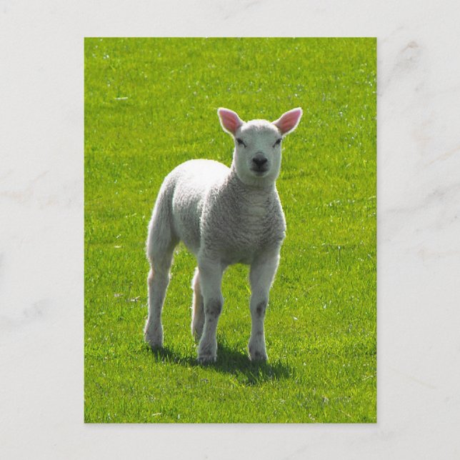 Carte Postale Petit agneau (Devant)