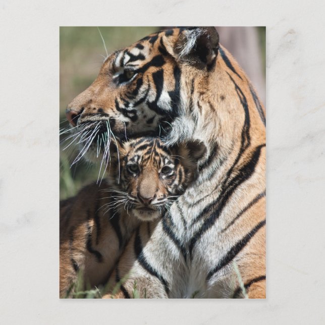 Carte Postale Petit animal de tigre (Devant)
