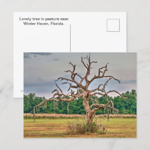 Carte Postale Petit arbre solitaire Haven d'hiver, Floride