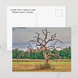 Carte Postale Petit arbre solitaire Haven d'hiver, Floride