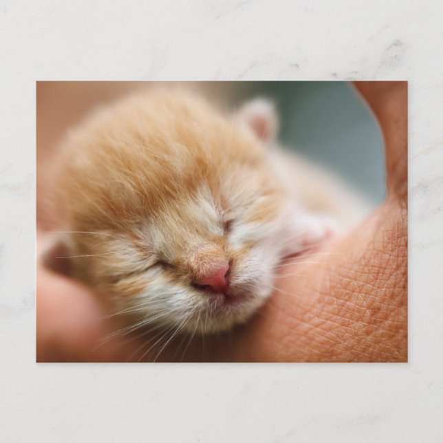 Carte Postale Petit bébé Kitten (Devant)