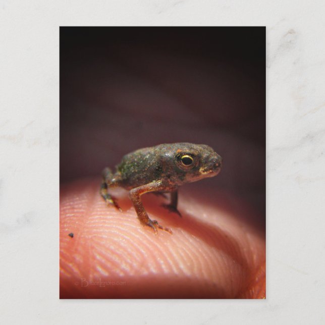 Carte Postale Petit Bébé mou crapaud / Tadpole (Devant)