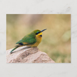 Carte Postale Petit Bee-Eater