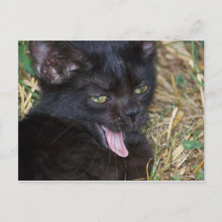 Carte Postale Petit bout