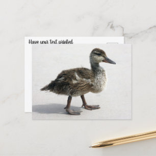 Carte Postale Petit canard