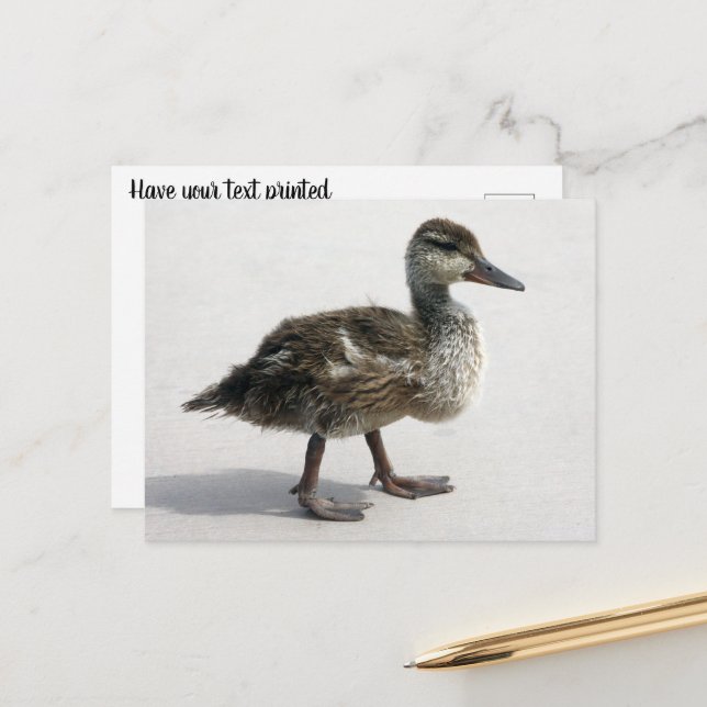 Carte Postale Petit canard (Devant/Arrière en situation)