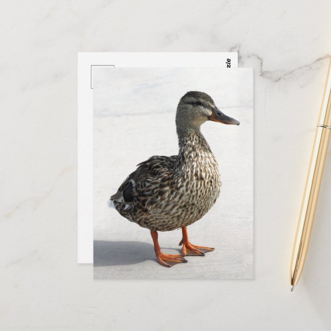 Carte Postale Petit canard (Devant/Arrière en situation)