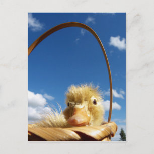 Carte Postale petit canard