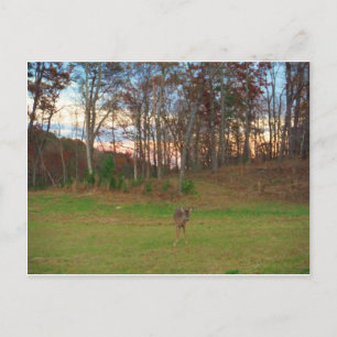 Carte Postale Petit cerf et coucher de soleil rose