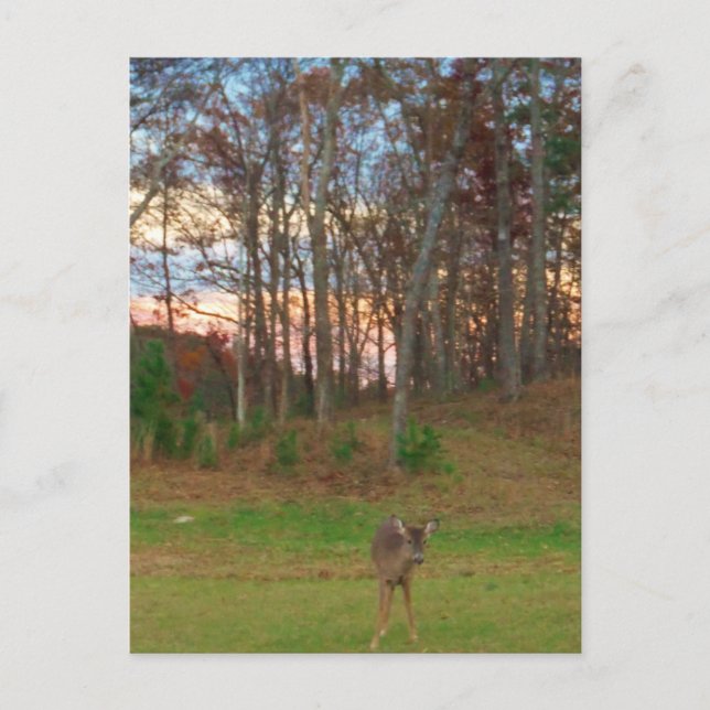 Carte Postale Petit cerf et coucher de soleil rose (Devant)