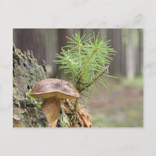 Carte Postale Petit champignon sauvage