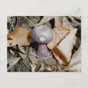 Carte postale Petit Champignons violets
