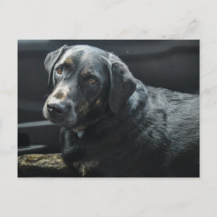 Carte Postale Petit chien animal de compagnie Black Labrador Ret