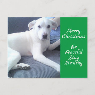 Carte Postale Petit Chien Blanc Tranquille Assis Avec Papa Vert