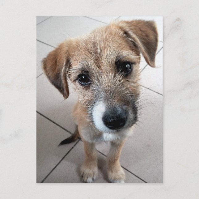Carte Postale Petit chien triste mignon (Devant)