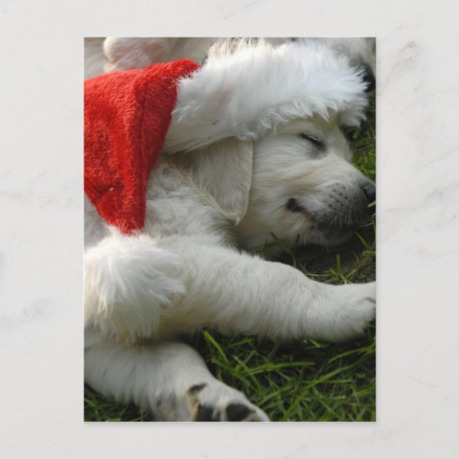 Carte Postale Petit chiot labrador avec casquette x-mas (Devant)