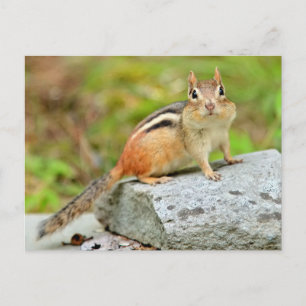 Carte Postale Petit Chipmunk mignon Poser sur un rocher