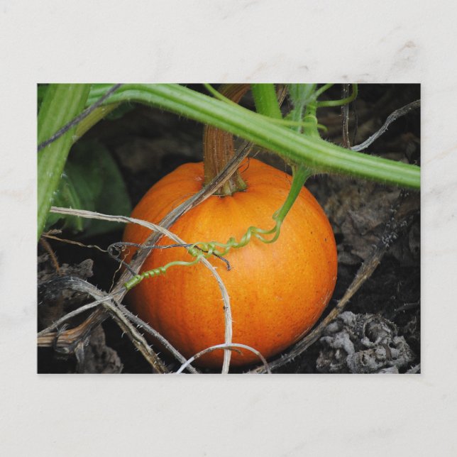 Carte postale petit Citrouille (Devant)
