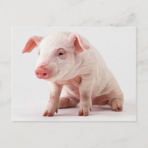 Carte Postale Petit cochon