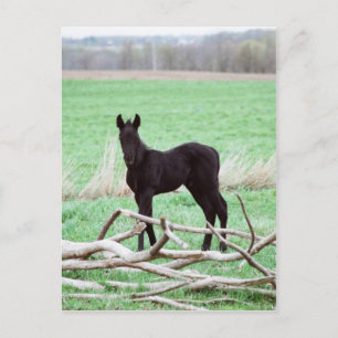 Carte Postale Petit Colt foncé