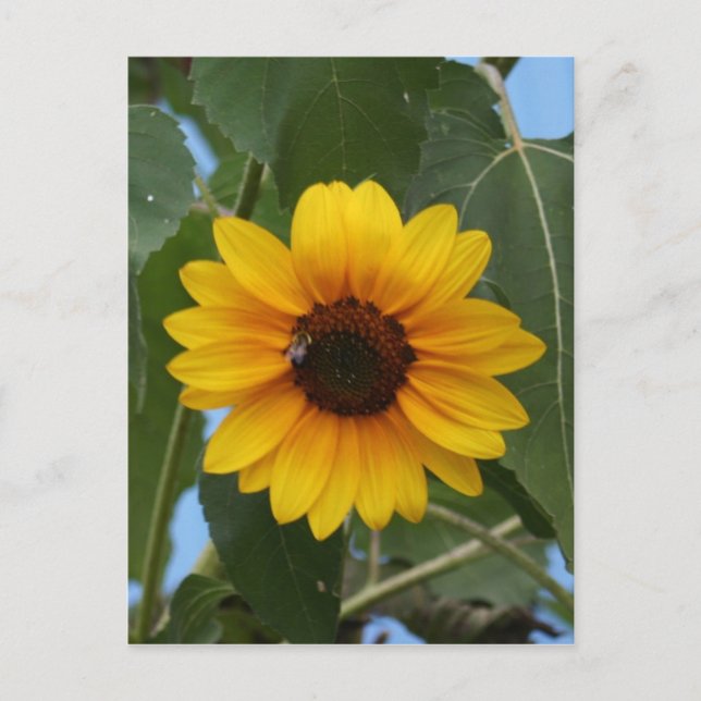 Carte Postale Petit déjeuner pour une Bee! ! (Devant)