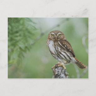 Carte Postale Petit-duc ferrugineux, Glaucidium brasilianum, 3