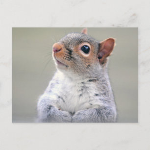 Carte Postale Petit écureuil gris doux et souple