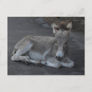 Carte Postale Petit Foin D'Âne Gris Mignonne Qui Se Pose Vers Le